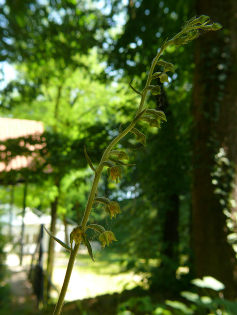 Epipactis microphylla: stelo e gemme